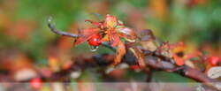 Herbst-Wellness