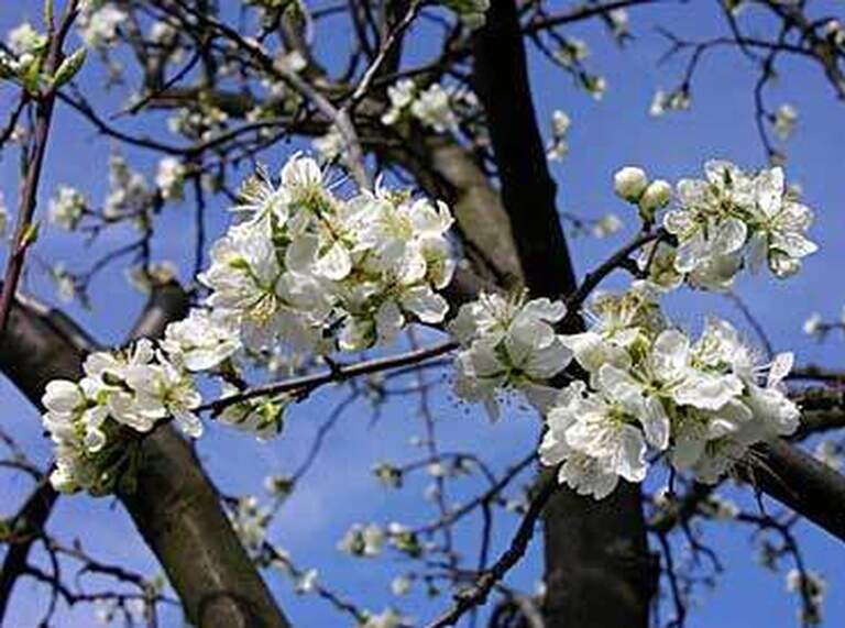 Weiße Kirschblüten erblühen an einem Baum im Frühlingslicht.